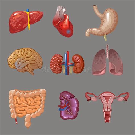 Órgãos Humanos Internos Mulher Ilustração Stock Ilustração De