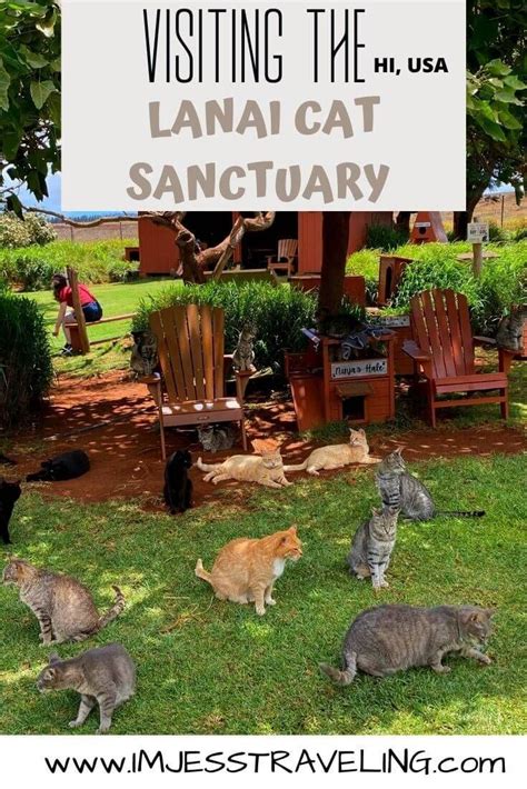 Visiting The Lanai Cat Sanctuary Hawaii Travel Hawaii Travel Guide