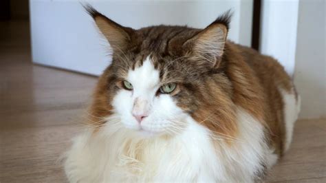 Samson The Cat Billed As Largest Feline In New York At 28 Pounds 4