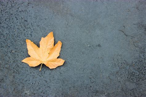 Free Stock Photo Of Single Autumn Maple Leaf On Asphalt