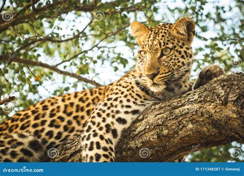 Leopard Lying In A Tree Stock Image Image Of Wildlife 171348287
