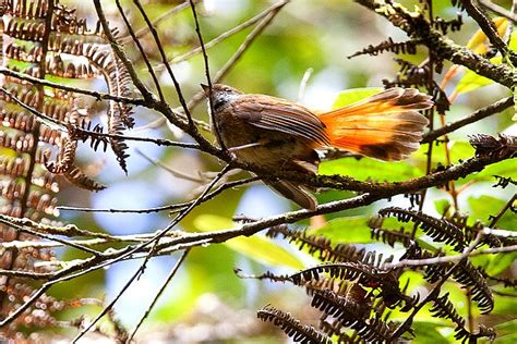 Sulawesi Fantail Rhipidura Teysmanni Photo Call And Song