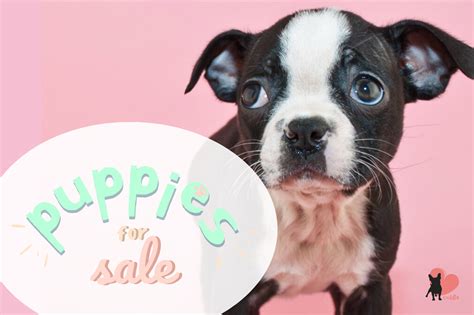 How Much Do Boston Terriers Cost Adoption Vs Breeders