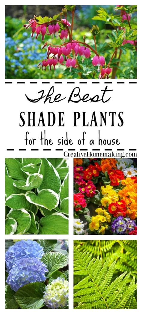 The Best Shade Plants For A Shady Side Of A House Best Plants For