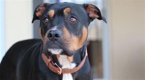 The personality, appearance, and care needs of your. Rottweiler Pitbull Mix: Pitweiler Breed Information & Pictures