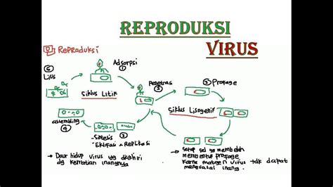 Materi VirusI Perbedaan Siklus Litik Dan Lisogenik Virus YouTube