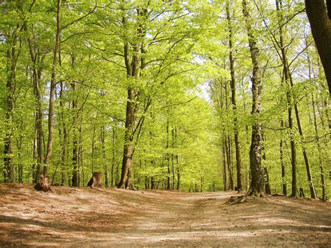 Free Beech Forest At Spring Stock Photo