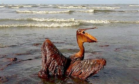 Deepwater Horizon Oil Spill Cleanup Operations Immunity Court