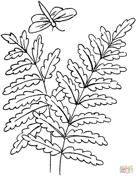 Fern Leaves And A Dragonfly Coloring Page Free Printable Coloring Pages