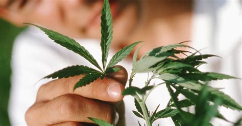 California Aprueba El Uso Recreativo De La Marihuana