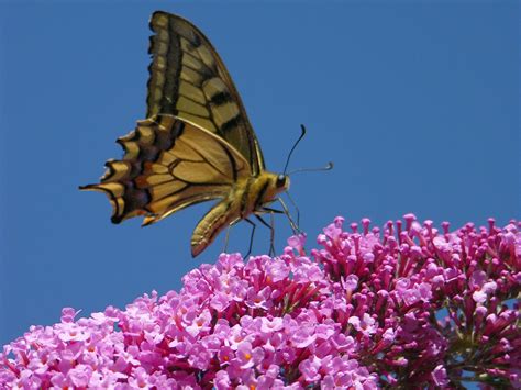 We did not find results for: Gartentipps: Das ist im Juli zu tun - wetter.de