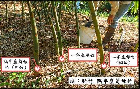See more of 利園竹筍 on facebook. 台肥流綠竹筍友善耕作肥培管理（上篇）