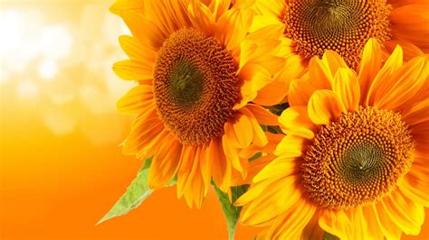 Whimsical Sunflower Desktop Wallpapers Top Free Whimsical Sunflower