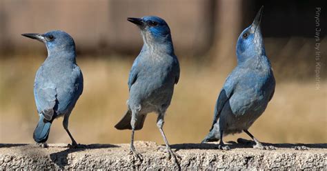 Pinyon Jay American Bird Conservancy