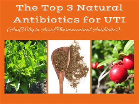 The 3 Most Powerful Natural Antibiotics For A Uti