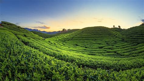Descobrir 52 Imagem Tea Field Background Vn