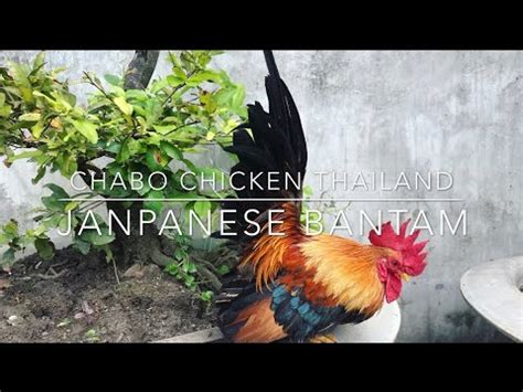 Chabo Chicken Thailand YouTube