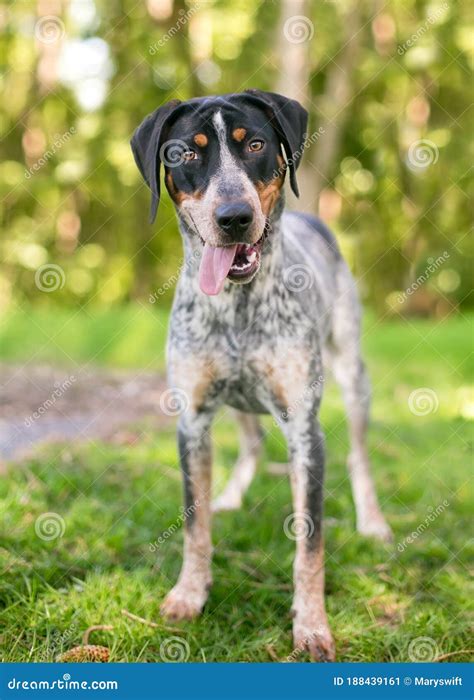 A Bluetick Coonhound Mixed Breed Dog With A Happy Expression Stock