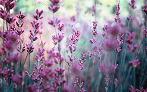 Field Lavender Nature Blurring Purple Flowers Wallpaper 2560x1600