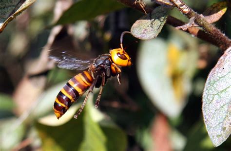 Biopgh Special Update Asian Giant Hornet Phipps Conservatory And Botanical Gardens