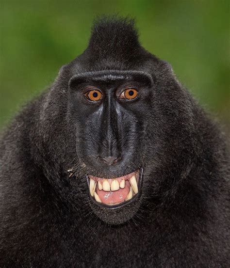 This Black Crested Macaque Just Got A Whole Year Of Curiositystream For