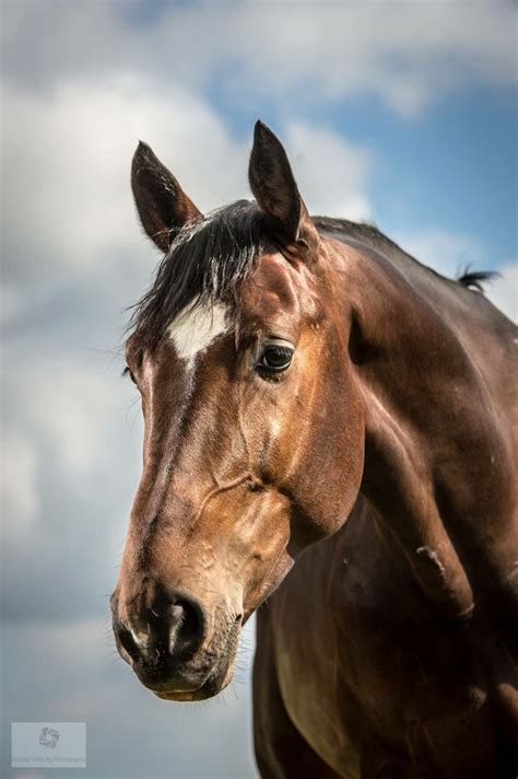 A Wonderful Horse Portrait By Ernesta Verburg Photography Of The