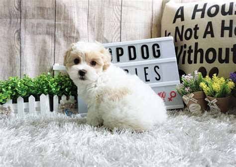 Ginger The Maltipoo 1300 Top Dog Puppies
