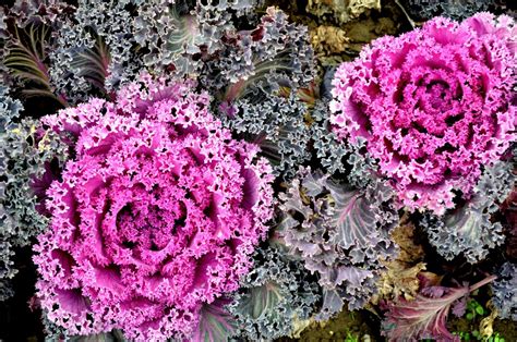 Decorative cabbage in landscape design can be used as you please. The Ultimate Guide to Successfully Growing Flowering Kale