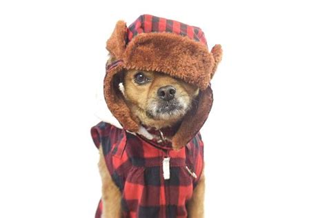 Trapper Dog Hat Costume With Same Day Shipping Baxterboo
