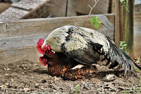 Do Chickens Have Sex And How They Do It