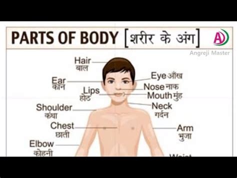 A letter to a new friend: Body parts name in english | Body parts name in Hindi ...