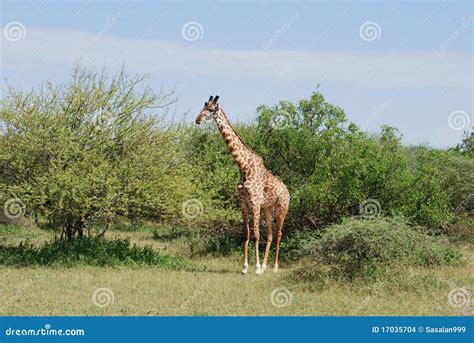 Giraffe In The Serengeti Stock Photo Image Of Wildlife 17035704