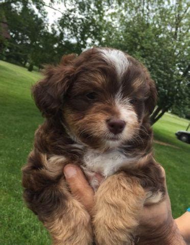 The aussiedoodle is a designer breed that can come in 3 sizes: Mini Aussiedoodle Puppies for Sale in Liberty Township ...
