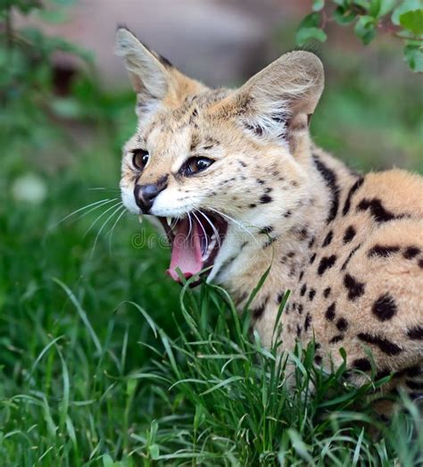 Serval Wild Cat Stock Photo Image Of African Planet 55988190