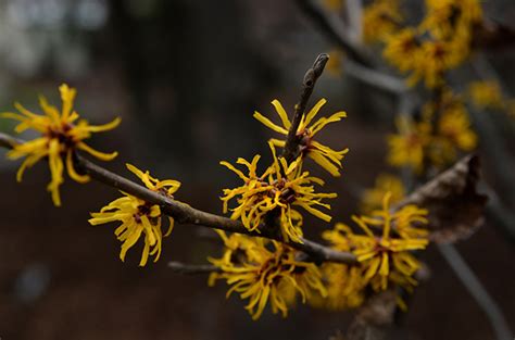 Witch Hazel Winter Hazel Whats The Difference Horticulture