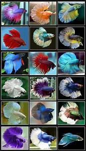 15 List Different Types Of Betta Fish With Pictures Gate Information