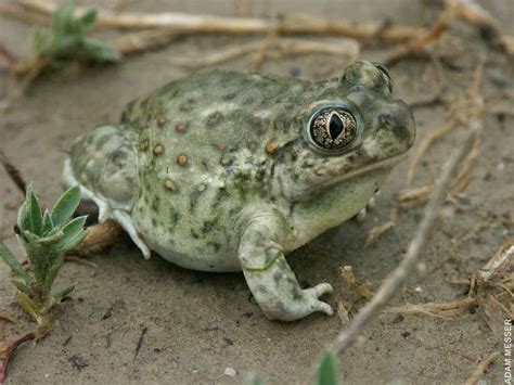 Plains Spadefoot Toad Spea Bombifrons Wiki Spadefoot Toad