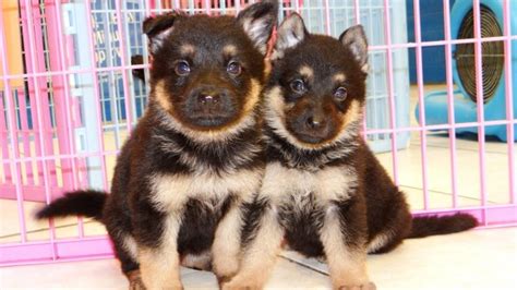All puppies sold in this litter. Beautiful Black & Tan, German Shepherd Puppies For Sale In ...