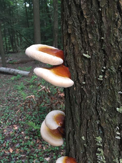 The Reishi Tree 2018 Stuffed Mushrooms Mushroom Varieties Fungi