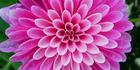 Jpeg uses lossy compression algorithm and image may lost some of its data whereas png uses lossless compression algorithm and no image data loss is present in png format. JPEG or PNG? - Increasing Page Speed with Proper Image ...