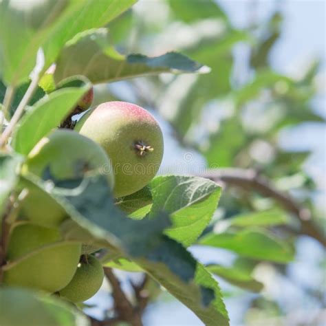 Organic Young Apple On Tree At Local Farm In America Stock Photo