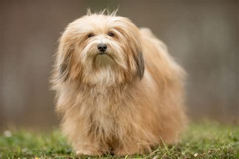 25 Havanese Colors That Will Blow Your Mind