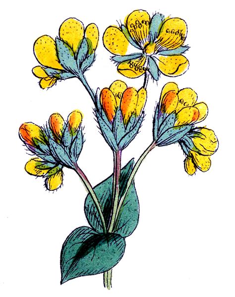 Botanical Clip Art Clipart Best