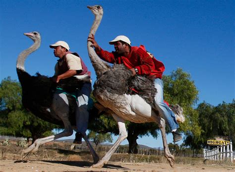 Ostrich Rides Disappearing After Practice Ruffles Feathers The