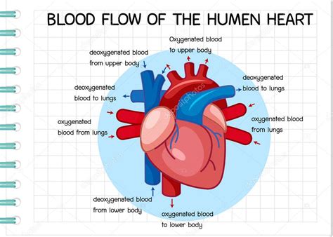 Diagrama Del Flujo Sanguíneo Del Corazón Humano Ilustración 2023