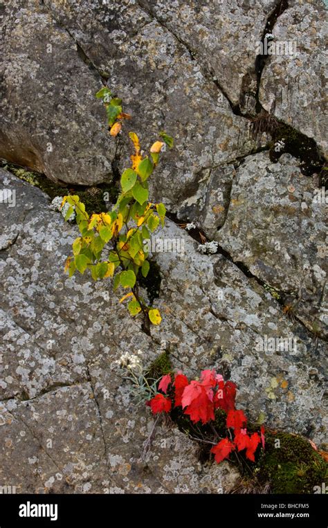 Red Maple Saplings And Rock Outcrops Elliot Lake Ontario Canada