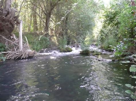 Pesca Del Siluro En El Ebro Retorno Al RÍo De Las Truchas