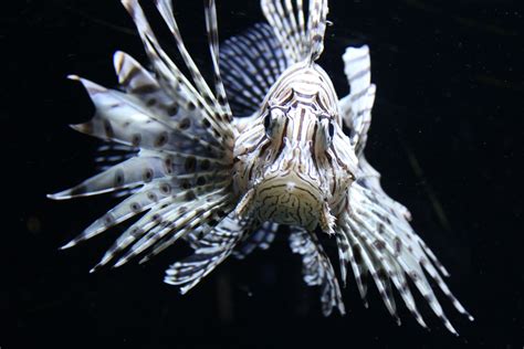 Free Images Wing Lionfish Bream Scorpionfish Macro Photography