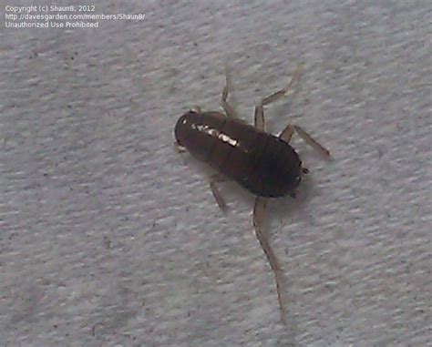 In fact, every dry tap and drain that you rarely use can be a way for these bugs to enter your space. Insect and Spider Identification: Very Tiny 6 leg bugs in ...