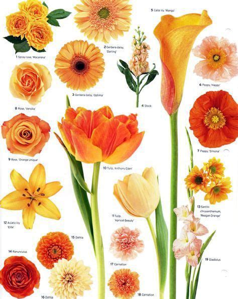 Different Types Of Flowers Drawing With Names The Meanings Of Flowers